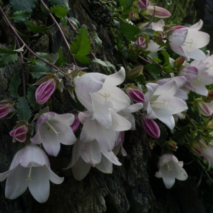 Campanula choruhensis